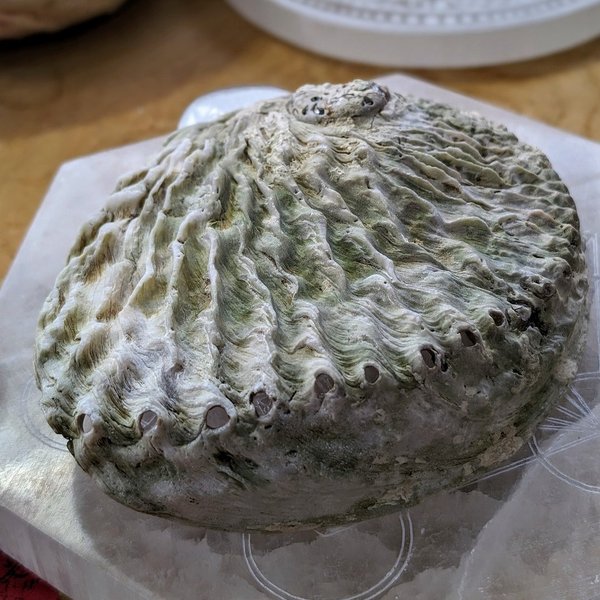 Abalone/Paua Meeresschnecke 14 cm X 11,5 cm