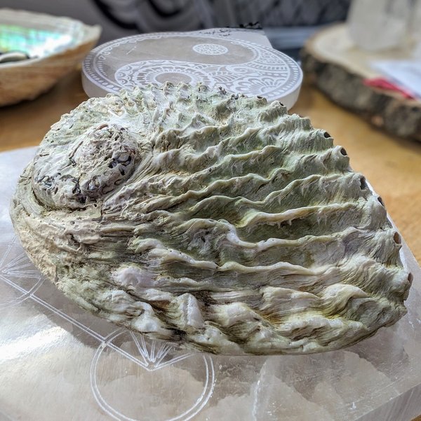 Abalone/Paua Meeresschnecke 14 cm X 11,5 cm